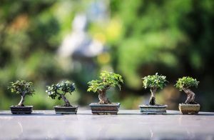 Искусство выращивания дерева бонсай: Азы ухода и секреты успешного выращивания