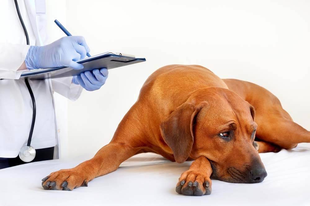 Обращение в ветеринарную клинику: руководство к успешному сотрудничеству