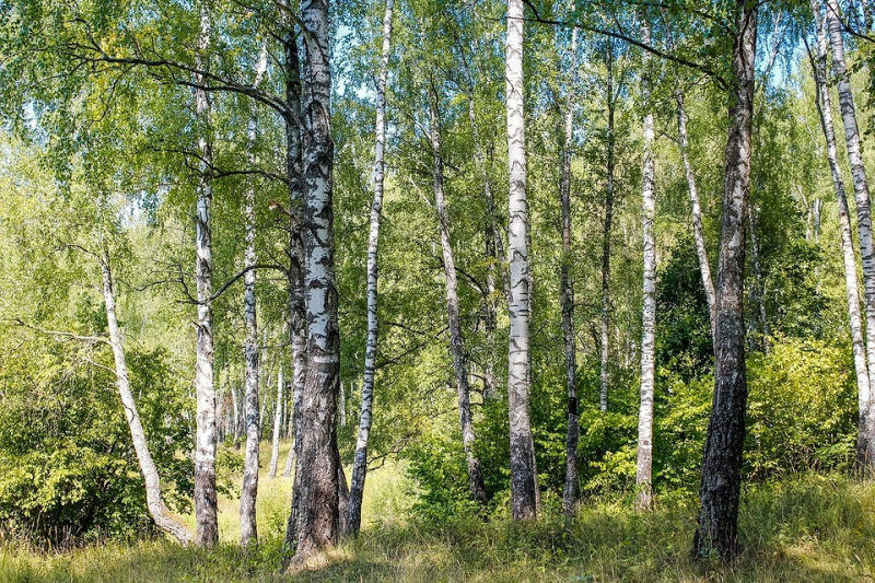 Когда собирают веники для бани: сроки 2024, советы по сбору